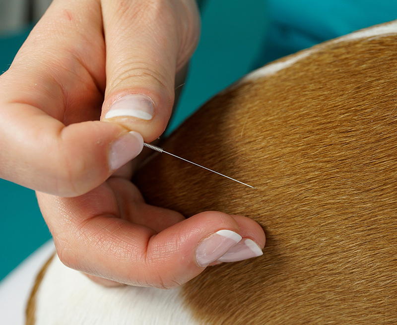 Acupuncture-vetlutry