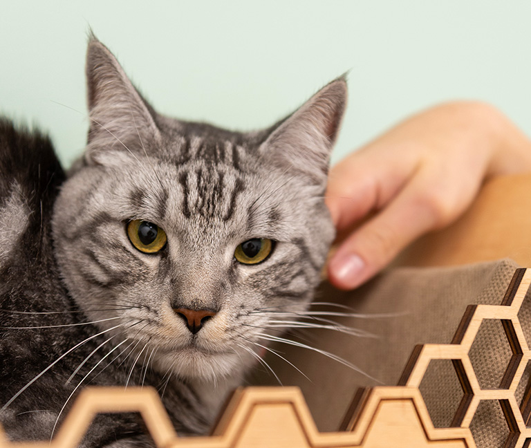 Autres-applications-de-la-laparoscopie-vetlutry