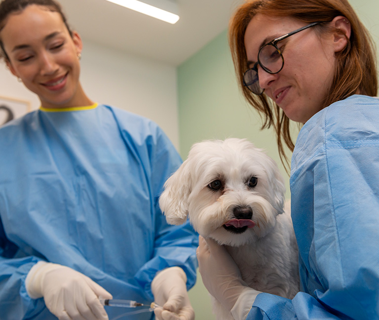 Comment-se-deroule-l_intervention-vetlutry