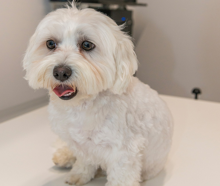 Consultations-dermatologiques-vetlutry