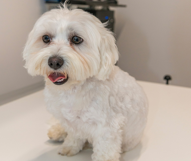 Dans-quels-cas-utiliser--veterinaire-vetlutry