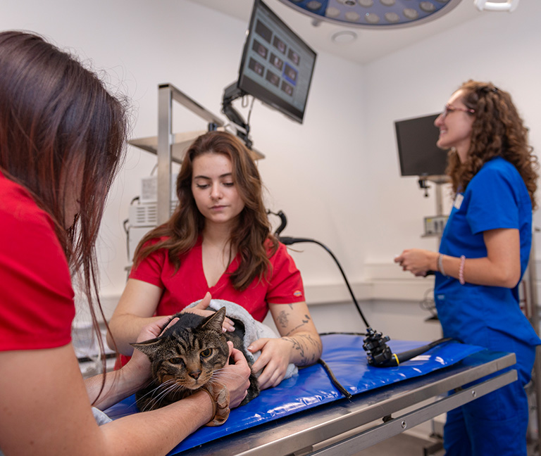 Les-avantages-de-la-laparoscopie-vetlutry