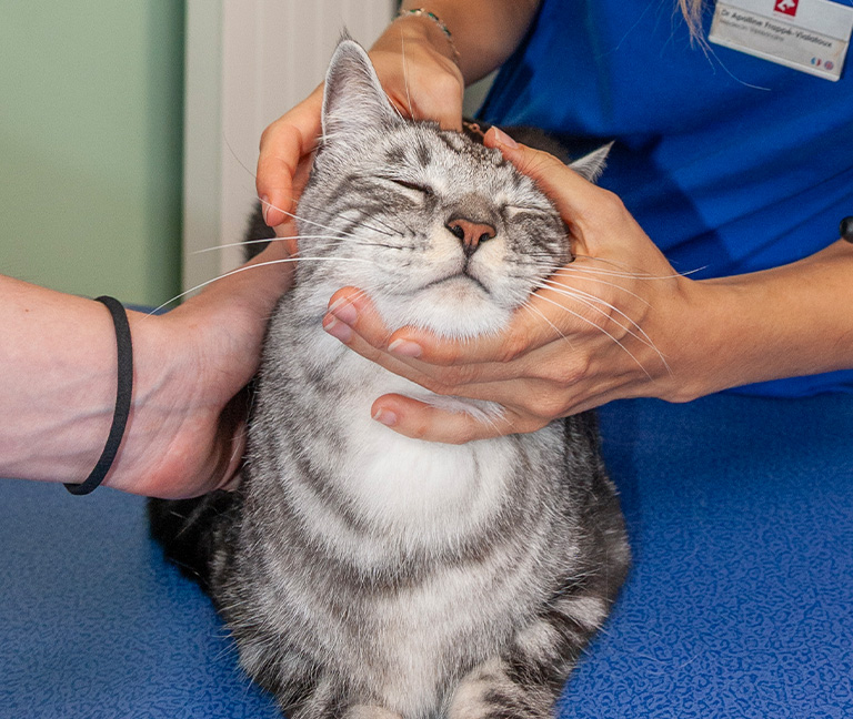 Mecanismes-action-veterinaire-vetlutry