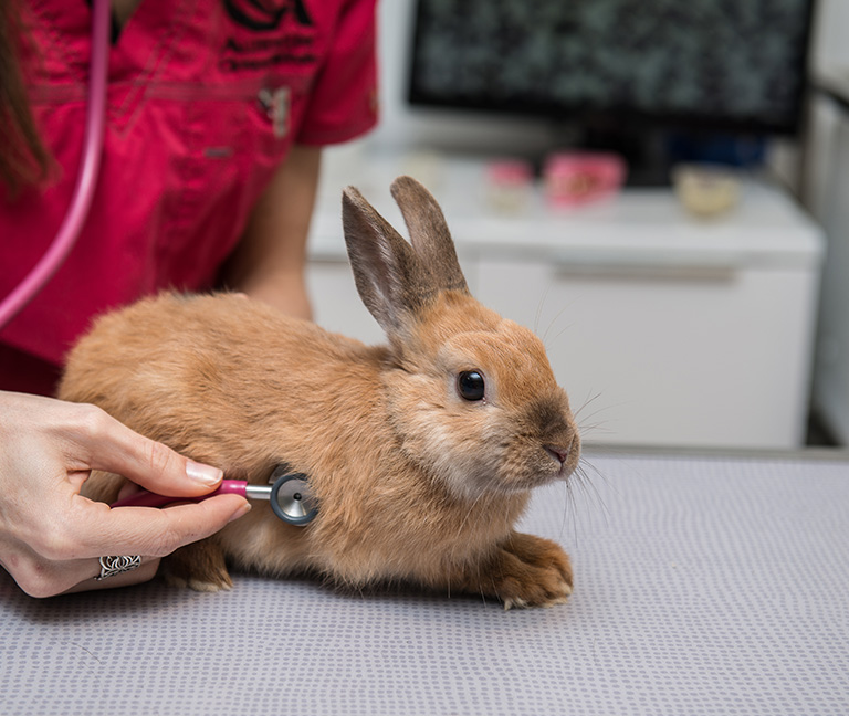 Nouveaux-animaux-de-compagnie-nac-vetlutry