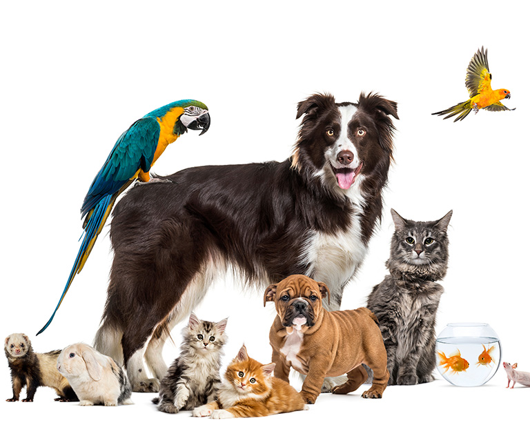 Protection-des-animaux-vetlutry