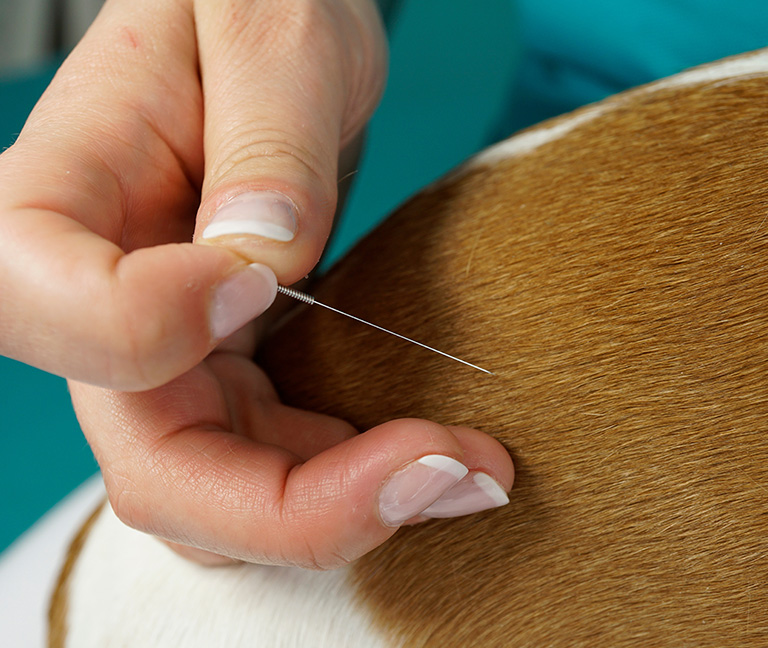 Qu&rsquo;est-ce-que-l&rsquo;acupuncture-veterinaire-vetlutry