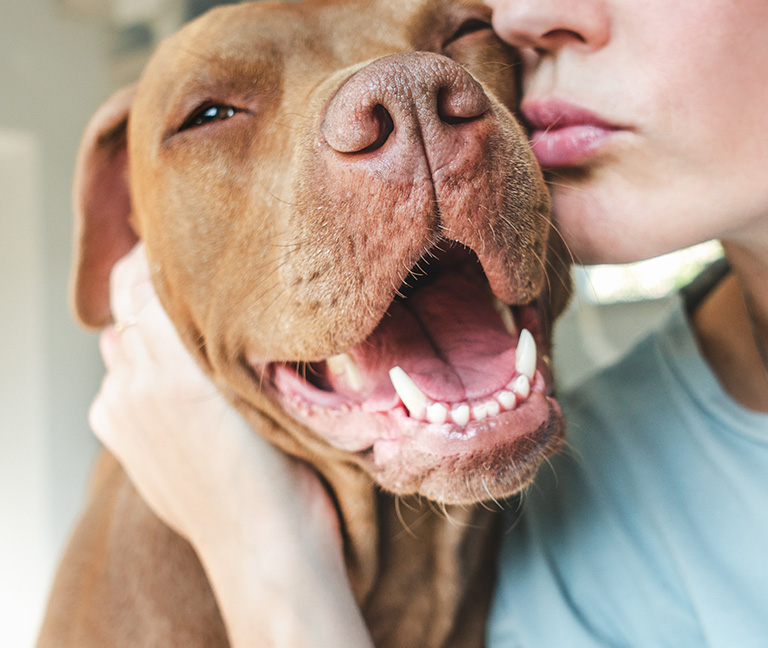 Soins-dentaires-vetlutry