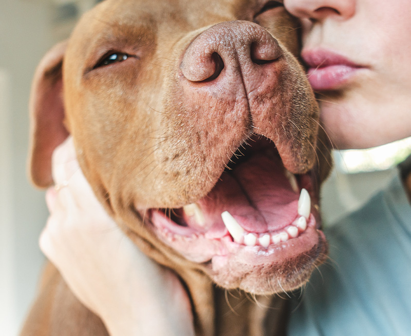 Soins-dentaires-vetlutry