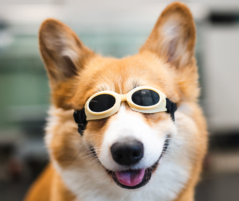 Thérapie-laser-vetlutry