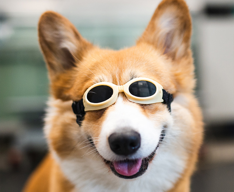 Therapie-laser-vetlutry