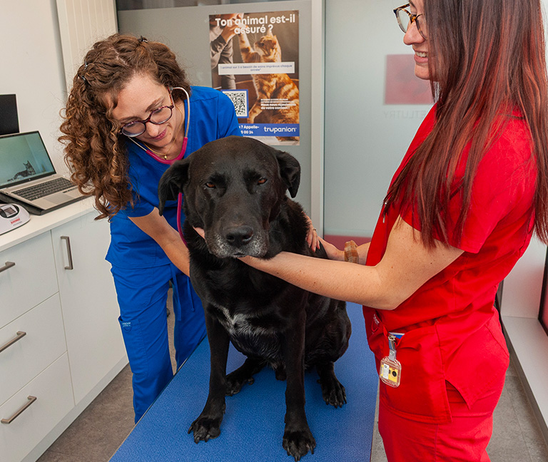 Un-suivi-nutritionnel-personnalise-vetlutry