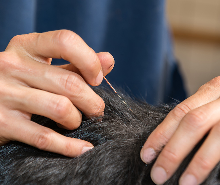 acupunlcture-vetlutry